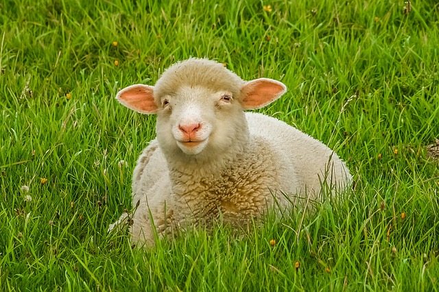 ovce v trávě