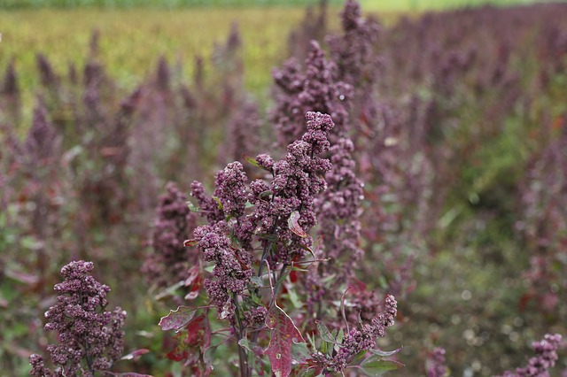 Quinoa rostlina